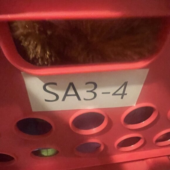 Little Live Pets Cozy Dozy Cubbles The Baby Bear Brown Interactive Plush Toy - Picture 8 of 8